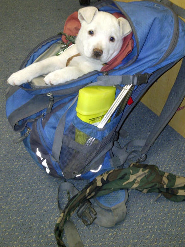 dlr_chien_centre_de_jour dlr_chien_centre_de_jour