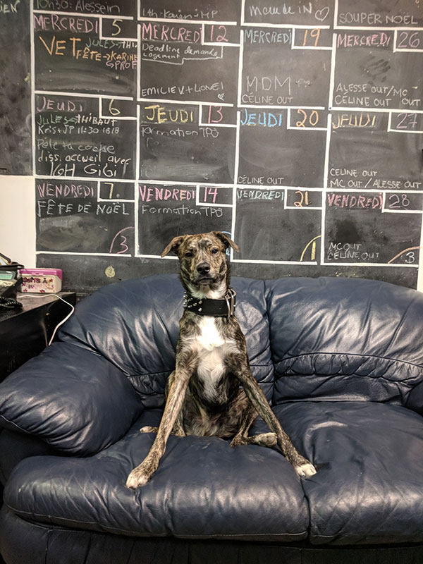 dlr_chien_vetnight dlr_chien_vetnight